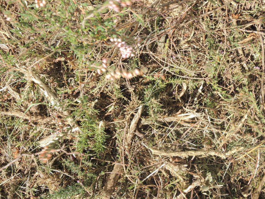 Produits de broyats, mélanges d'ajoncs et de callunes